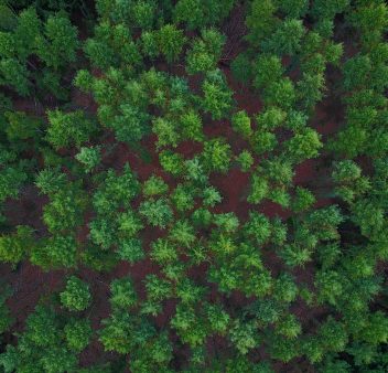 foto01-pine-trees-from-above-2021-08-26-20-11-04-utc